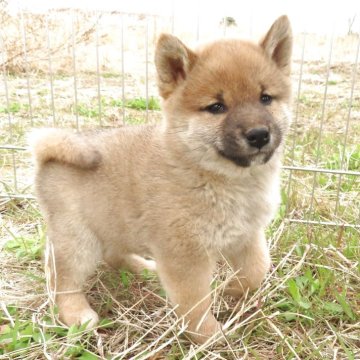 柴犬(標準サイズ)【栃木県・男の子・2025年2月16日・赤】の写真「食欲もあって元気一杯。赤柴のきれいなオスの子。」