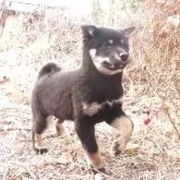 柴犬(標準サイズ)