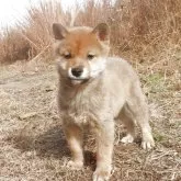 柴犬(標準サイズ)