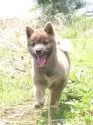 柴犬(標準サイズ)【栃木県・女の子・2025年4月17日・赤】の写真4