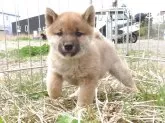 柴犬(標準サイズ)【栃木県・男の子・2025年2月16日・赤】の写真5「3/31撮影　生後43日」