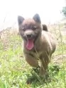 柴犬(標準サイズ)【栃木県・女の子・2025年4月17日・赤】の写真5