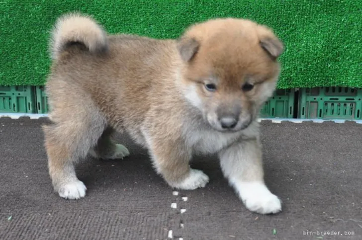 ID:1809-00867の子犬