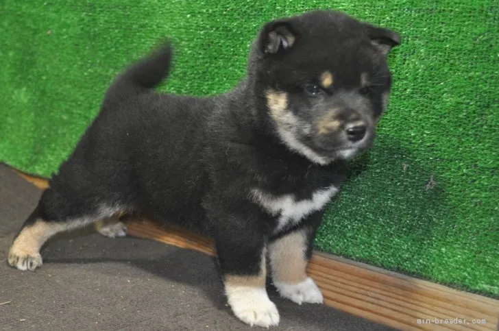 ID:1910-02655の子犬
