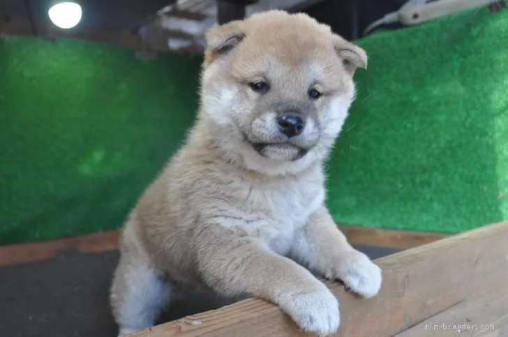 ID：2001-02456の子犬