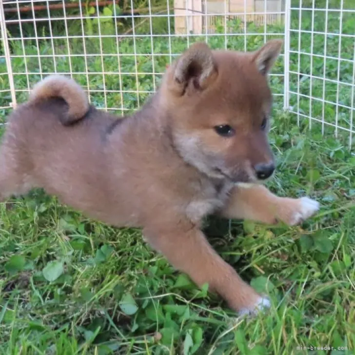 ID:2306-00017の子犬