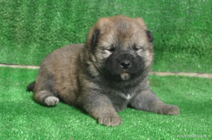 ID：2103-01991の子犬