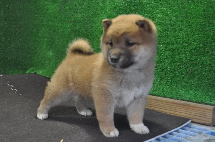 ID：1911-01171の子犬
