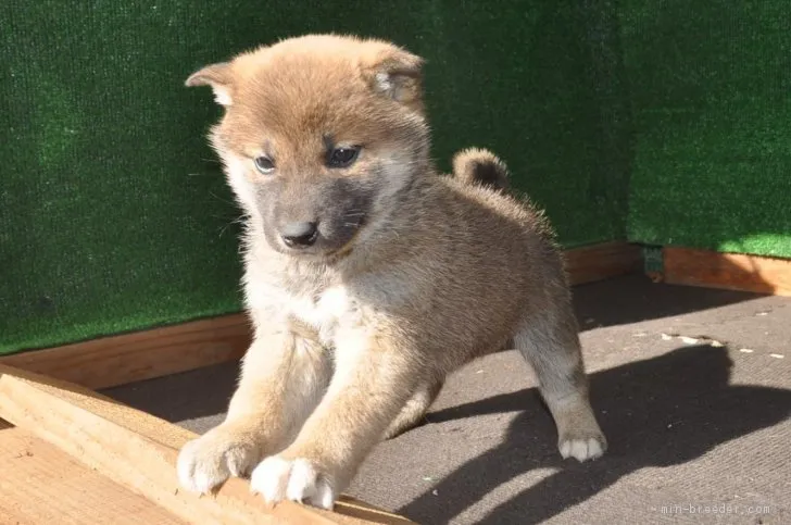 ID：2002-00445の子犬