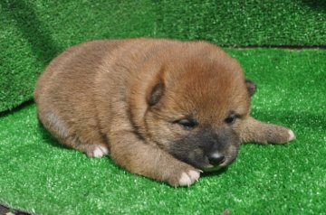 柴犬(標準サイズ)【栃木県・女の子・2021年2月5日・赤】の写真「赤毛のきれいなメスの子です。」