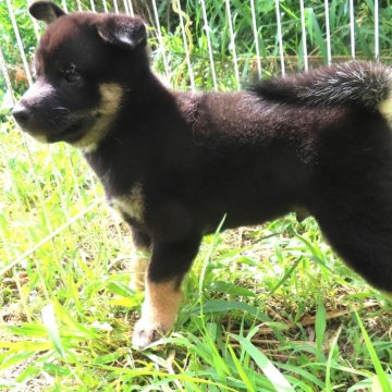 柴犬(標準サイズ)【栃木県・男の子・2024年6月10日・黒】の写真「黒毛のきれいなオスの子です。」