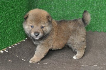 柴犬(標準サイズ)【栃木県・男の子・2019年5月4日・赤】の写真「きれいな赤柴のオスの子」