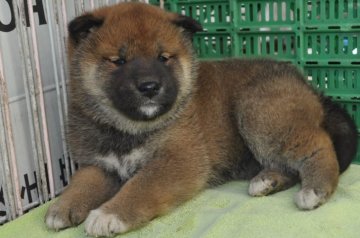 柴犬(標準サイズ)【栃木県・女の子・2018年2月5日・赤】の写真「きれいな赤毛に黒毛が差している女の子」