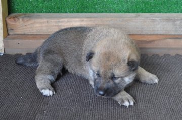 柴犬(標準サイズ)【栃木県・男の子・2019年4月28日・赤】の写真「きれいな赤柴のオスの子」