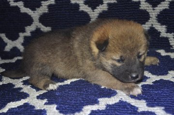 柴犬(標準サイズ)【栃木県・男の子・2020年12月26日・赤】の写真「赤毛のきれいなオスの子です。」