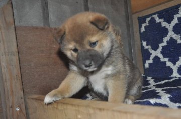 柴犬(標準サイズ)【栃木県・男の子・2020年12月26日・赤】の写真「赤毛のきれいなオスの子です。」