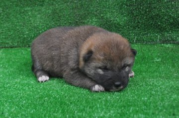柴犬(標準サイズ)【栃木県・女の子・2021年2月2日・赤】の写真「赤毛のきれいなメスの子です。」