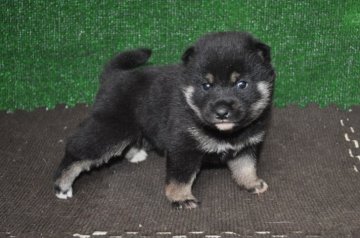 柴犬(標準サイズ)【栃木県・女の子・2019年5月1日・黒】の写真「きれいな黒柴のメスの子」