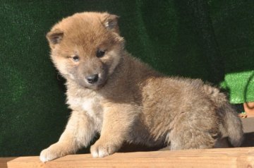 柴犬(標準サイズ)【栃木県・男の子・2019年12月31日・赤】の写真「オスらしい堂々とした、赤毛のきれいなオスの子です。」