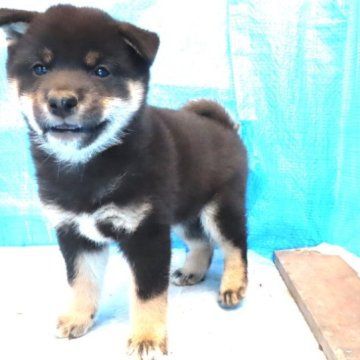 柴犬(標準サイズ)【栃木県・男の子・2023年9月5日・黒】の写真「黒毛のきれいなオスの子です。」