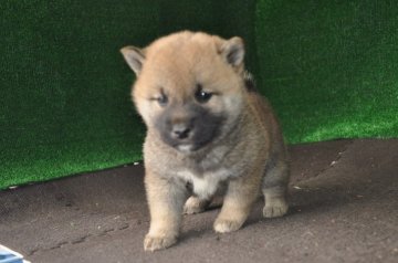 柴犬(標準サイズ)【栃木県・女の子・2019年9月18日・赤】の写真「赤毛のきれいなメスの子です。」