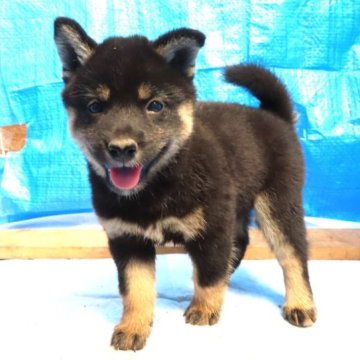 柴犬(標準サイズ)【栃木県・女の子・2023年8月6日・黒】の写真「黒毛のきれいなメスの子です。」
