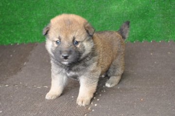 柴犬(標準サイズ)【栃木県・女の子・2019年5月4日・赤】の写真「きれいな赤柴のメスの子」