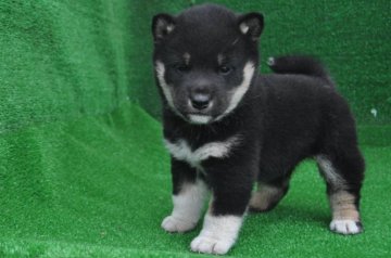 柴犬(標準サイズ)【栃木県・男の子・2021年10月24日・黒】の写真「黒毛のきれいなオスの子です。」