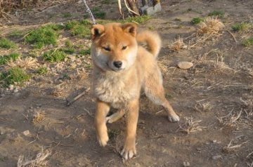 柴犬(標準サイズ)【栃木県・男の子・2019年9月30日・赤】の写真「活発で元気いっぱい、赤毛のきれいなオスの子です。」