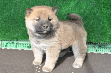 柴犬(標準サイズ)【栃木県・男の子・2018年10月31日・赤】の写真「きれいな赤柴のオスの子」