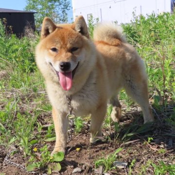 柴犬(標準サイズ)【栃木県・男の子・2023年9月15日・赤】の写真「赤毛のきれいなオスの子でとても血統のよい犬す。」
