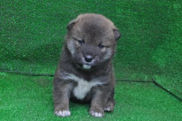 柴犬(標準サイズ)【栃木県・男の子・2021年1月26日・赤】の写真「赤毛のきれいなオスの子です。」