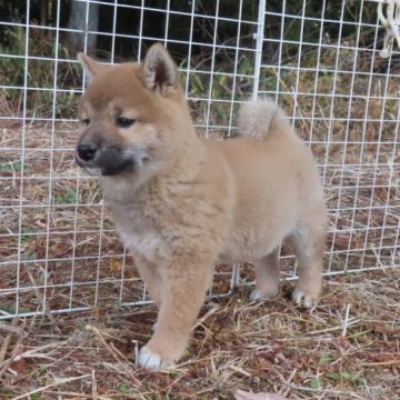 柴犬(標準サイズ)【栃木県・男の子・2023年1月18日・赤】の写真「赤毛のきれいなオスの子です。」