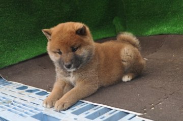 柴犬(標準サイズ)【栃木県・男の子・2019年9月4日・赤】の写真「赤毛のきれいなオスの子です。」