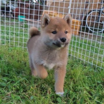 柴犬(標準サイズ)【栃木県・女の子・2023年4月10日・赤】の写真「赤毛のきれいなメスの子です。」