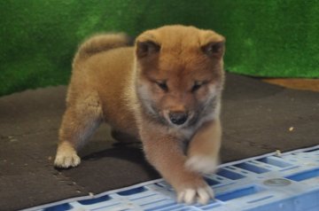 柴犬(標準サイズ)【栃木県・男の子・2019年10月1日・赤】の写真「赤毛のきれいなオスの子です。」