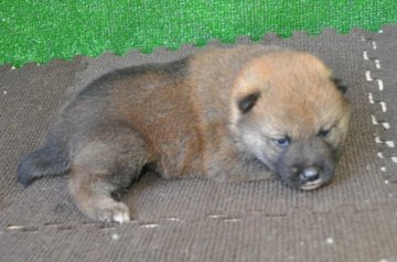柴犬(標準サイズ)【栃木県・男の子・2019年5月1日・赤】の写真「きれいな赤柴のオスの子」
