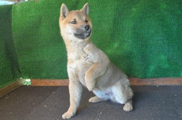 柴犬(標準サイズ)【栃木県・男の子・2019年9月18日・赤】の写真「赤毛のきれいなオスの子です。」