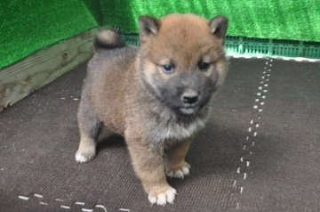 柴犬(標準サイズ)【栃木県・男の子・2018年8月17日・赤】の写真「きれいな赤柴のオスの子」