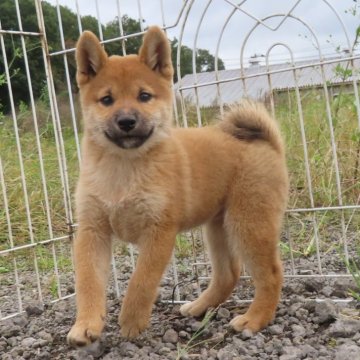 柴犬(標準サイズ)【栃木県・女の子・2024年8月1日・赤】の写真「丸々太って元気一杯、赤毛のきれいなメスの子です。」