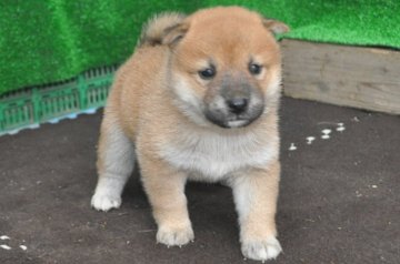 柴犬(標準サイズ)【栃木県・女の子・2018年8月14日・赤】の写真「きれいな赤柴のメスの子」