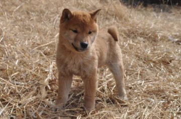 柴犬(標準サイズ)【栃木県・男の子・2017年11月23日・赤】の写真「健康で元気な子です。」