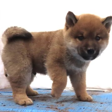 柴犬(標準サイズ)【栃木県・男の子・2023年12月9日・赤】の写真「赤毛のきれいなオスの子です。」