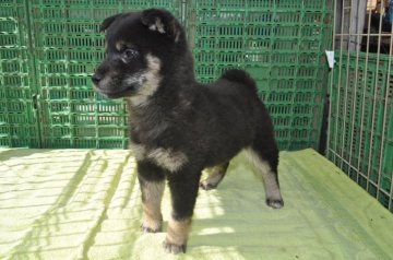 柴犬(標準サイズ)【栃木県・女の子・2017年12月10日・黒】の写真「素直に育った元気の良い黒柴の女の子です。」