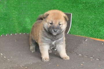 柴犬(標準サイズ)【栃木県・男の子・2019年5月4日・赤】の写真「きれいな赤柴のオスの子」