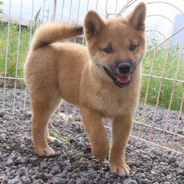 柴犬(標準サイズ)【栃木県・女の子・2024年8月2日・赤】の写真「元気がよく、愛嬌のあるメスの子です。」