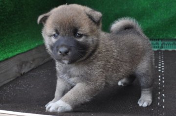 柴犬(標準サイズ)【栃木県・男の子・2018年8月1日・赤】の写真「きれいな赤柴のオスの子」