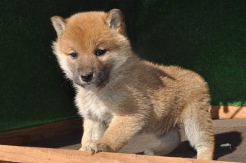 柴犬(標準サイズ)【栃木県・女の子・2019年12月31日・赤】の写真「最高の毛質の赤柴です。成長がとても楽しみです。」