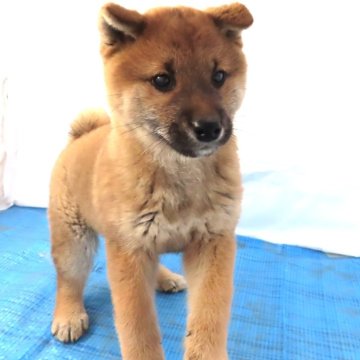 柴犬(標準サイズ)【栃木県・女の子・2023年10月27日・赤】の写真「赤毛のきれいなメスの子です。」