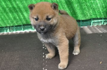 柴犬(標準サイズ)【栃木県・男の子・2018年8月17日・赤】の写真「きれいな赤柴のオスの子」
